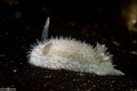 Diaphorodoris lirulatocauda (Ridge-Tailed Dorid)