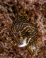 Polycera atra (Black Dorid)
