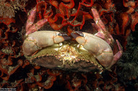 Romaleon antennarium (Pacific Rock Crab)