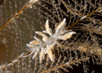 Eubranchus rustyus (Homely Aeolid)