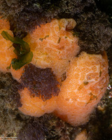 Aplidium californicum (Sea Pork)