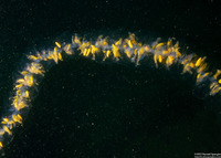 Praya sp.1 (Praya sp.1)