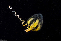 Amphinema turrida (Amphinema turrida)