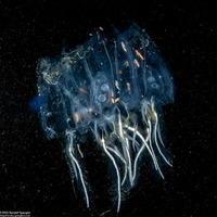 Cyclosalpa bakeri (Cyclosalpa Bakeri)