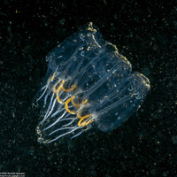 Cyclosalpa bakeri (Cyclosalpa Bakeri)