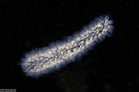 Pyrosoma atlanticum (Pyrosome)