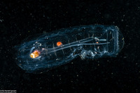 Salpa fusiformis (Common Salp)