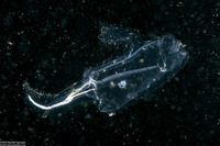 Cyclosalpa bakeri (Cyclosalpa Bakeri)