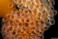 Aulorhynchus flavidus (Tubesnout)