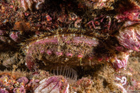 Haliotis kamtschatkana (Pinto Abalone)