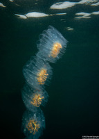 Cyclosalpa affinis (Cyclosalpa Affins)