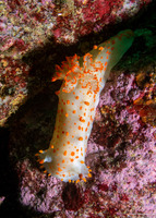 Triopha catalinae (Catalina Triopha)