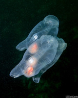 Thetys vagina (Pelagic Tunicate)