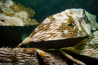 Membranipora villosa (Kelp-Encrusting Bryozoan)
