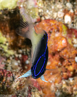 Chrysiptera rollandi (Rolland's Damsel)