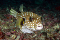 Arothron hispidus (White-Spotted Puffer)