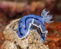 Chromodoris willani (Willan's Chromodoris)