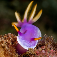 Hypselodoris apolegma (Robe Hem Hypselodoris)