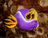 Hypselodoris apolegma (Robe Hem Hypselodoris)