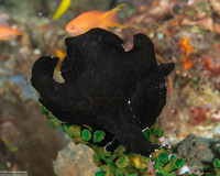 Antennarius maculatus (Warty Frogfish)