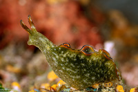 Elysia ornata (Ornate Sapsucking Slug)