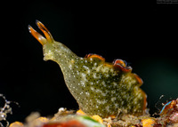 Elysia ornata (Ornate Sapsucking Slug)
