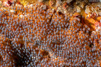 Amphiprion clarkii (Clark's Anemonefish)