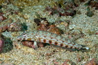 Parapercis clathrata (Latticed Sandperch)