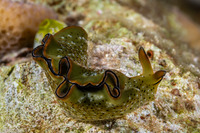 Elysia ornata (Ornate Sapsucking Slug)