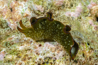 Elysia ornata (Ornate Sapsucking Slug)