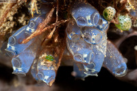 Clavelina robusta (Robust Clavelina)