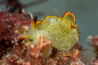 Elysia ornata (Ornate Sapsucking Slug)