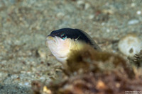 Pseudochromis perspicillatus (Blackstripe Dottyback)