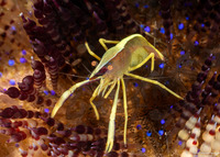Allopontonia brocki (Brook's Urchin Shrimp)