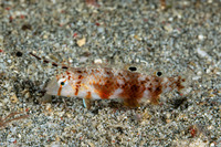 Iniistius aneitensis (Whitepatch Razorfish)