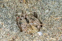 Lysiosquilla maculata (Tiger Mantis)