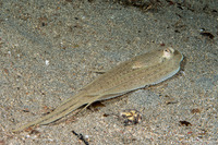 Thaumoctopus mimicus (Mimic Octopus)