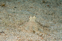 Thaumoctopus mimicus (Mimic Octopus)