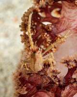 Galathea sp.4 (Galathea sp.4)