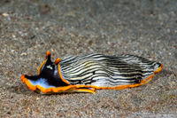 Armina sp.1 (Orange-Margined Armina)