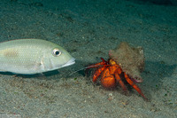 Lethrinus harak (Thumbprint Emperor)