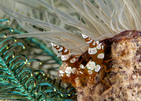 Thor amboinensis (Squat Shrimp)