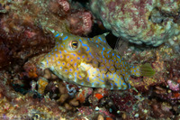 Lactoria fornasini (Thornback Cowfish)