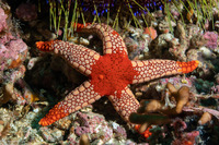Fromia monilis (Peppermint Sea Star)