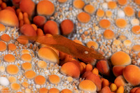 Zenopontonia soror (Sea Star Shrimp)