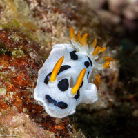 Chromodoris alcalai (Alcala’s Chromodoris)