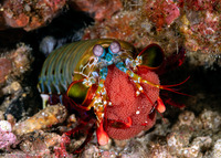 Odontodactylus scyllarus (Peacock Mantis Shrimp)