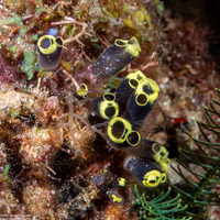 Clavelina robusta (Robust Clavelina)