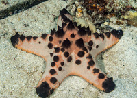Protoreaster nodosus (Chocolate Chip Sea Star)