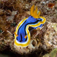 Chromodoris annae (Anna's Chromodoris)